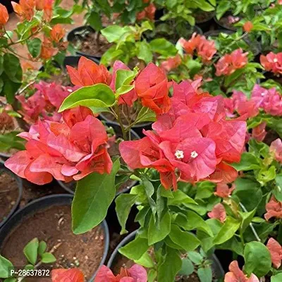 Platone Baugainvillea Plant BOAUGAIN51