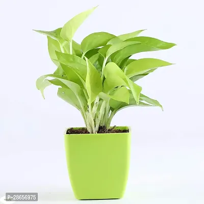 Platone Money Plant FS-CC102-thumb0