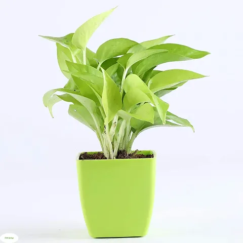 Best Selling Plant & Planters 