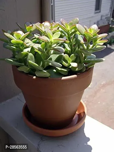 Platone Jade Plant Flora Nursery Bulby