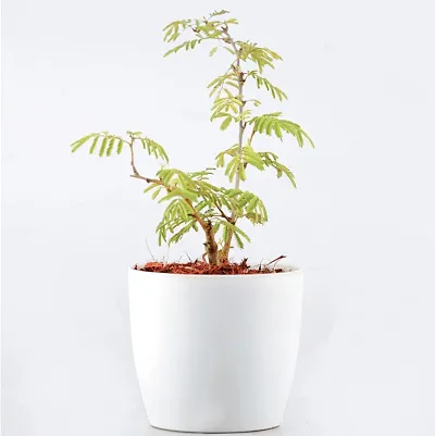 Limited Stock!! Plant & Planters 