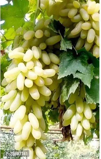 Platone Grapes Plant AMFK5-thumb0