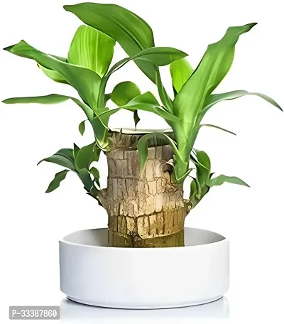 Brazil Bamboo Long Live Plant without Pot-thumb0