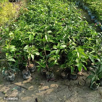 Platone Mango Plant MANGO_JAPANESE_VARIETY_180-thumb2