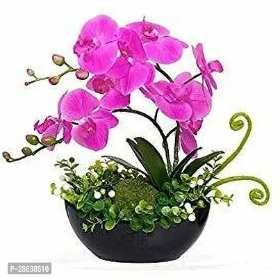 Platone Lily Plant Dendrobium plantOrchid plant