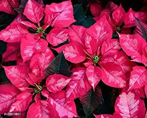 Platone Poinsettia Plant VNJ84-thumb0