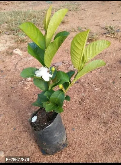 Platone Guava Plant GUAVA HYBRIDE B44-thumb0