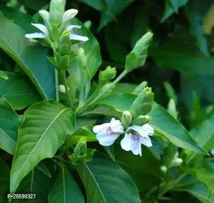 Platone Ashok Plant vasaka plant Justicia Adhatoda Medicinal Ayurvedic Plant