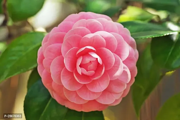 Platone ZZ Plant Camellia Flower Plant-06-thumb2