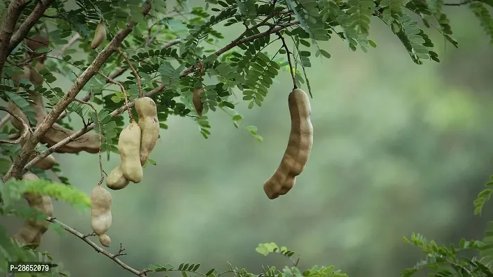 Platone Tamarind Plant Tamarind Plant-thumb2