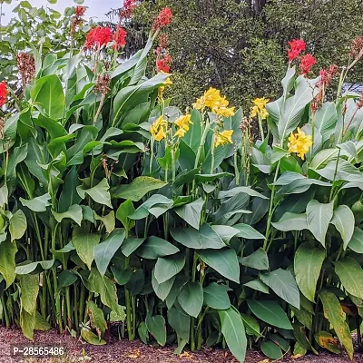 Platone Canna Lily Plant Yellow canna lily plant-14-thumb0