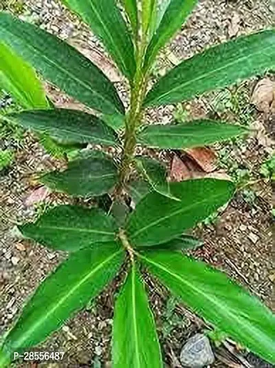 Platone ElaichiCardamom Plant Cardamom Elaichi plant