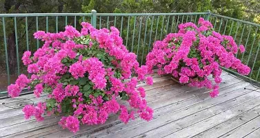 Platone Bougainvillea Plant Bougainvillea Plant-thumb1