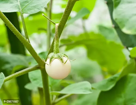 Platone Brinjal brinjal plant 4003-thumb0