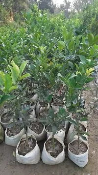 Platone Lemon Plant Vietnam Yellow malta Mosambi All Time Variety Grafted Fruit Live PlantsTree(1.5-2 Ft Size)-1 Healthy plant in Nursery Grow Bag-thumb2