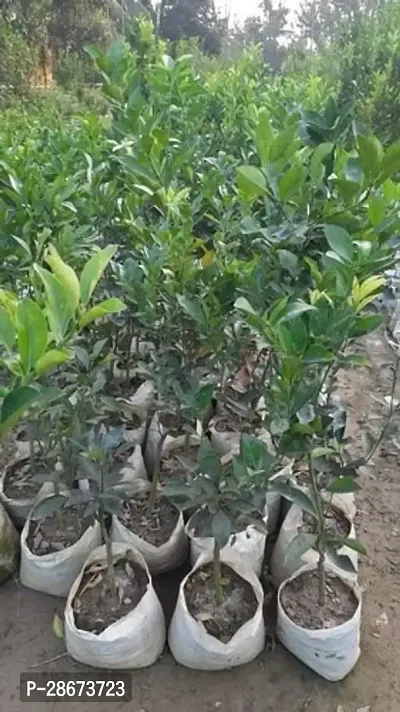 Platone Lemon Plant Vietnam Yellow malta Mosambi All Time Variety Grafted Fruit Live PlantsTree(1.5-2 Ft Size)-1 Healthy plant in Nursery Grow Bag-thumb3