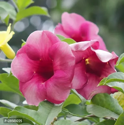 Platone Thunberjia Plant Pink Allamandagolden trumpet maroon flower Harkakra flower plantS