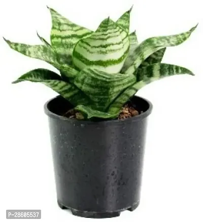 Platone Snake Plant senseveria