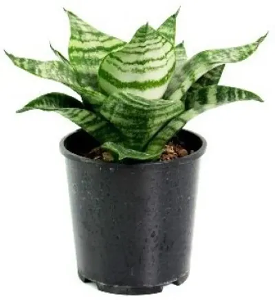 New Arrival Plant & Planters 