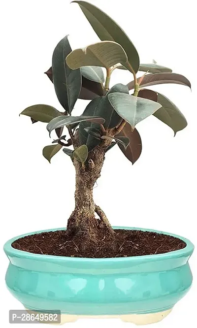 Platone Ficus Bonsai Plant CFGV138