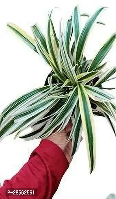 Platone Spider Plant SPIDER PLANT RE44-thumb0