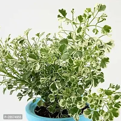 Platone Aralia Plant Aralia Plant 3O