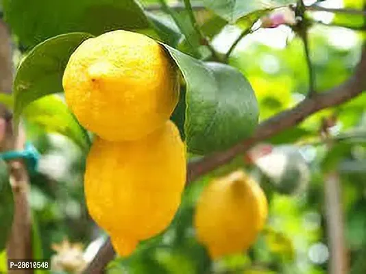 Platone Lemon Plant MFKLPW3