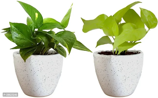 Platone Money Plant Combo of Good Luck Air Purifying Live Money Plant and Golden Money Plant in White Round Dew Ceramic Pot