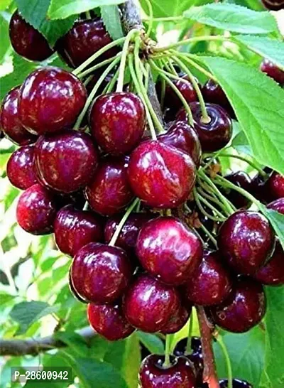 Platone Cherry Fruit Plant cherry36