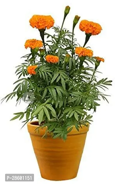 Platone Marigold Plant Live Orange Marigold