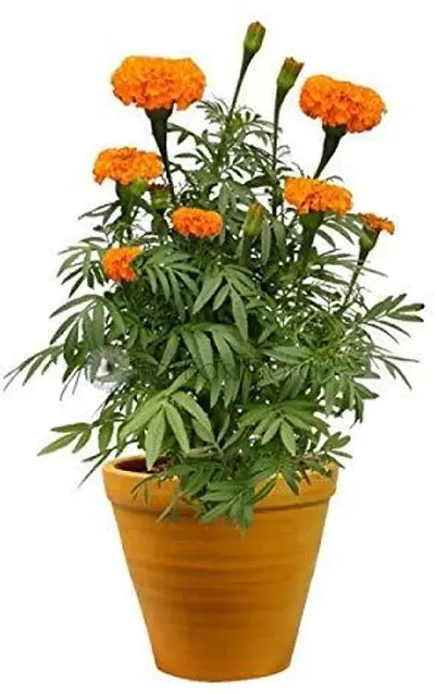 Best Selling Plant & Planters 