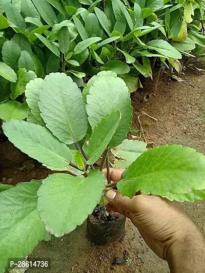 Platone Kalanchoe Plant PATHARKUCHI PLANT Kalanchoe pinnata-thumb0