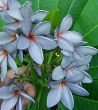 Platone Plumeria Plant pulmeria flower09-thumb1