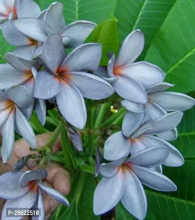 Platone Plumeria Plant pulmeria flower09-thumb2