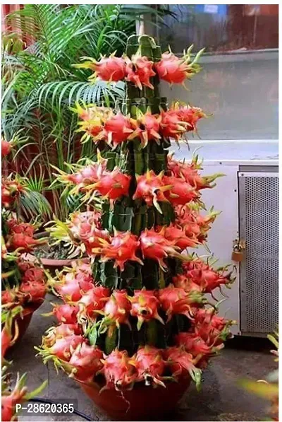 Platone Dragon Tree Pink Dragon Fruit Live PlantCF027