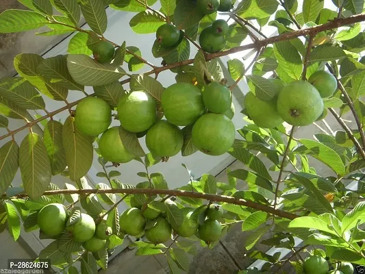 Platone Guava Plant UAVA22-thumb0