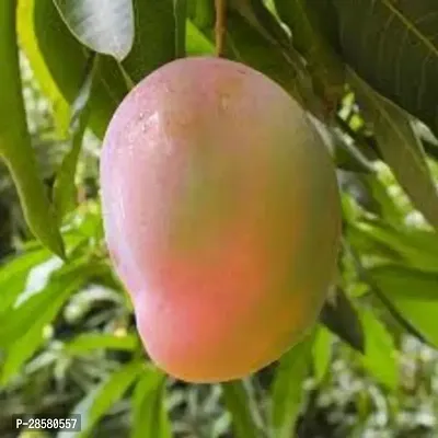 Platone Mango Plant Mallika Live Grafted Mango Plant CF A1-thumb0