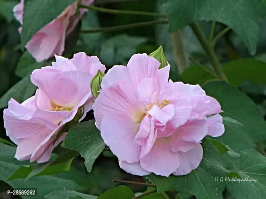 Platone Lotus Plant LOTUS PLANT