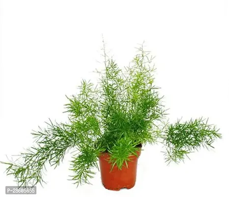 Platone Fern Plant Sparagus001-thumb2