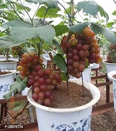 Platone Grape Plant Seedless Deep-Red Grape Fruit Live Plant For Gardening (1 Healthy Plant)