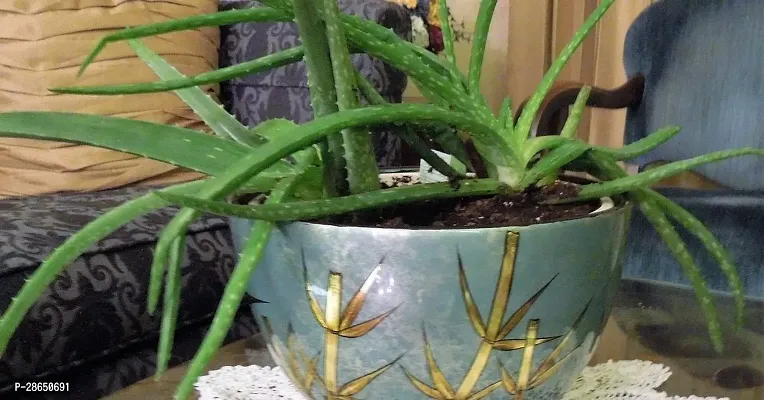 Platone Aloe Vera Plant Aloe vera35