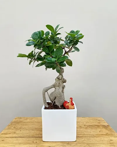 Must Have Plant & Planters 