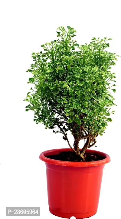 Platone Aralia Plant WHITE MINI Araliya PLANT indoor leAVING PLANT-thumb2