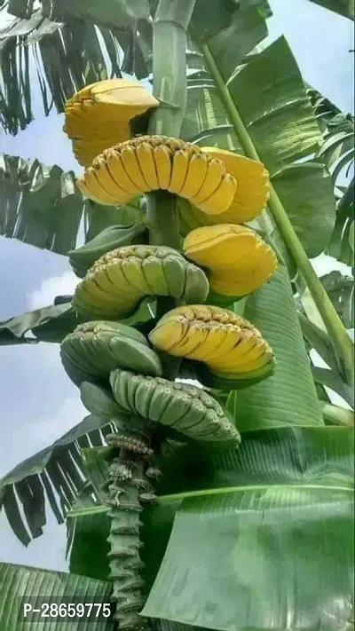 Platone Banana Plant Hybrid Singapuri Banana live plant for fruiting, Gardening or devotional purpose CF07