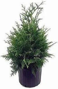 Platone PlatycladusMorpankhi Plant Big thuja live plant BB1-thumb2