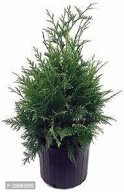 Platone PlatycladusMorpankhi Plant Big thuja live plant BB1-thumb3