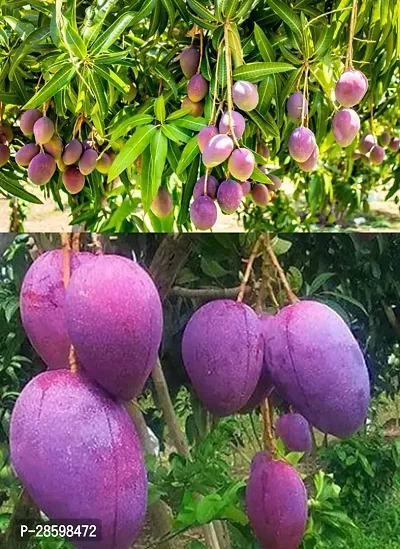 Platone Mango Plant Baramasi MangoPlantOriginal 12months Fruitgiving Mangotree Plant-thumb0