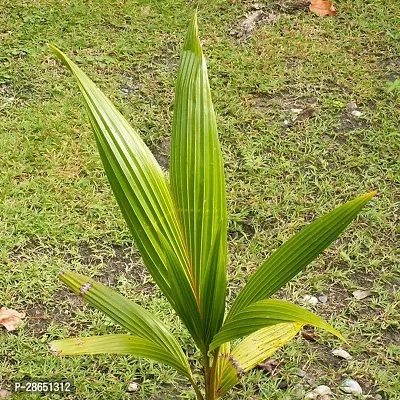 Platone Coconut Plant LJY81