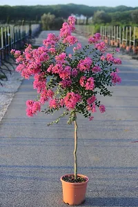 Platone Oleander Plant Pink Lagerstroemiapurush flowerlagerstroemia speciosapride of India Queen Crape Myrtle flower plant-thumb1