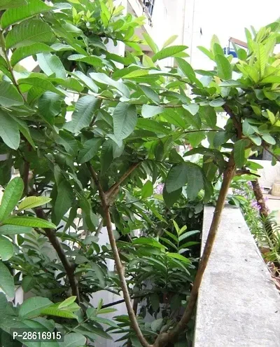 Platone Guava Plant Guava plant58